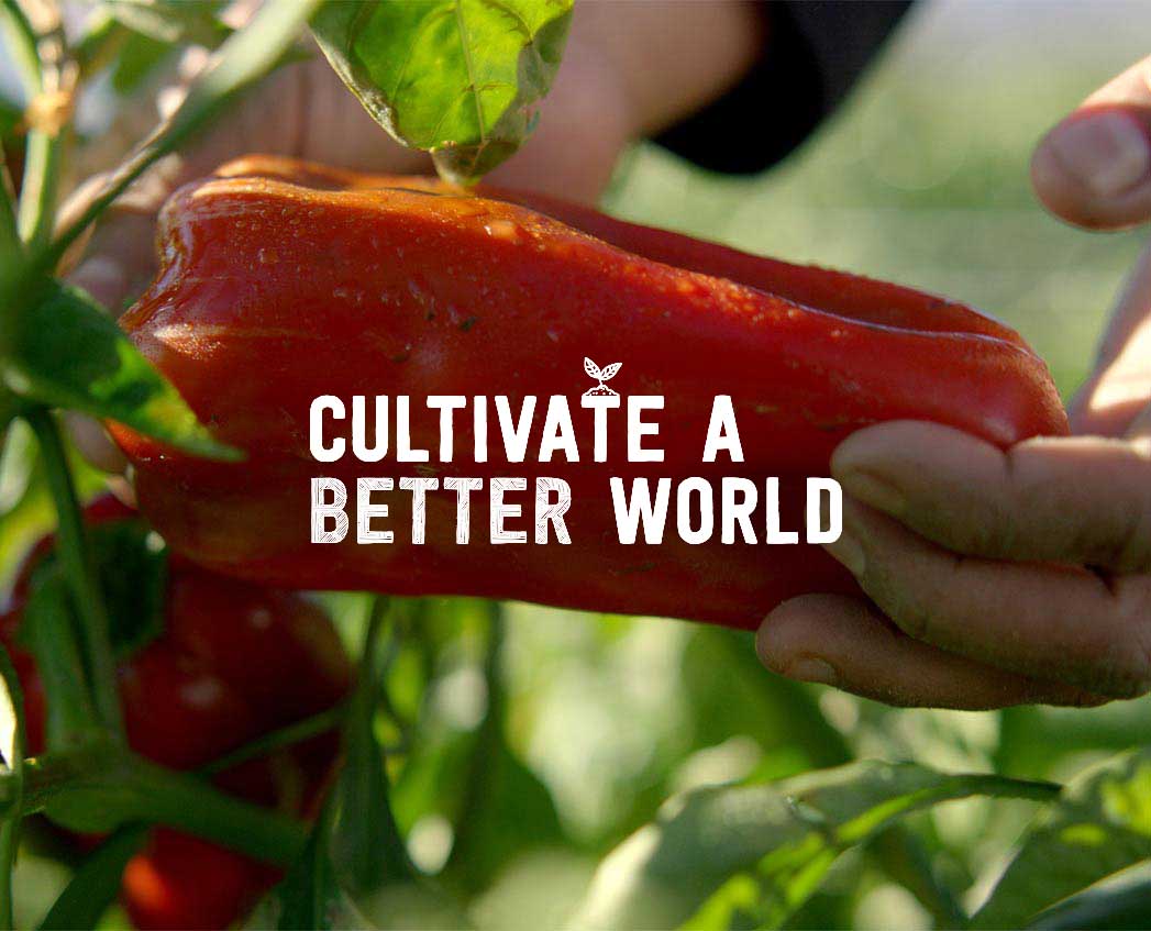 Chipotle 2025 Sustainability Report Analysis Britni Myrlene